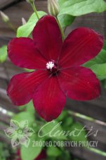 Клематис Вестерплатте Clematis Westerplatte