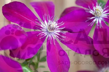 Клематис Вестерплатте Clematis Westerplatte