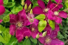 Клематис Монте Кассино Clematis Monte Cassino