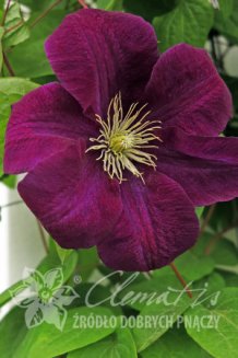 Клематис Монте Кассино Clematis Monte Cassino