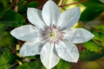 Клематис Мать Уршула Ледуховска Clematis Matka Urszula Ledochowska