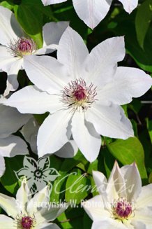Клематис Мать Уршула Ледуховска Clematis Matka Urszula Ledochowska