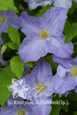 Клематис Доминика Clematis Dominika