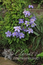 Клематис Фридерик Шопен Clematis Fryderyk Chopin