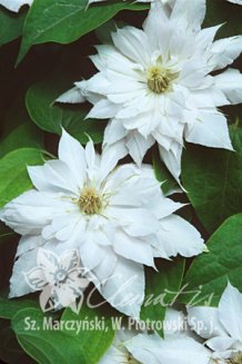 Клематис Мать Седлиска Clematis Matka Siedliska