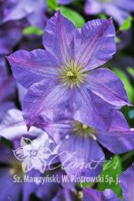 Клематис Солина Clematis Solina