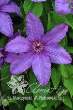 Клематис Симпатия Clematis Sympatia