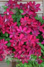 Клематис Солидарность Clematis Solidarnosc