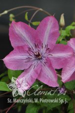 Клематис Бешчады Эрфквейк Clematis Bieszczady Earthquake