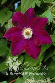 Клематис Мазовше Вулкано Clematis Mazowsze Volcano