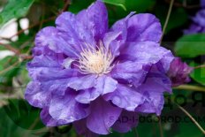 Клематис Кири Те Канава Clematis Kiri Te Kanawa