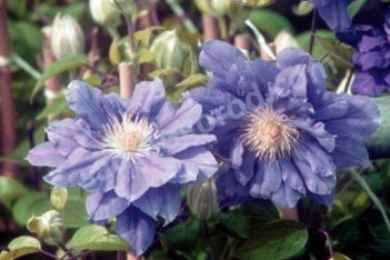 Клематис Кири Те Канава Clematis Kiri Te Kanawa