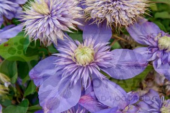 Клематис Блю Лайт Clematis Blue Light