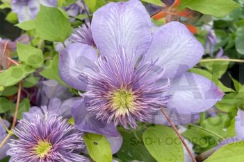 Клематис Блю Лайт Clematis Blue Light