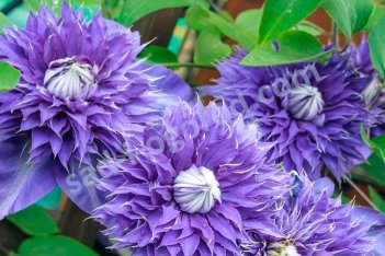 Клематис Мульти Блю Clematis Multi Blue