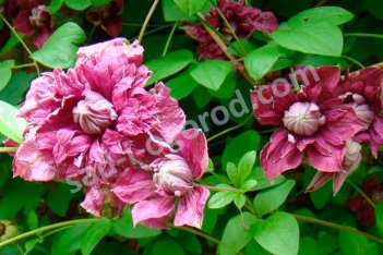 Клематис Пурпуреа Плена Элеганс Clematis Purpurea Plena Elegans