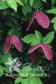 Клематис Бетина Clematis Betina