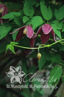 Клематис Брюнет Clematis Brunette