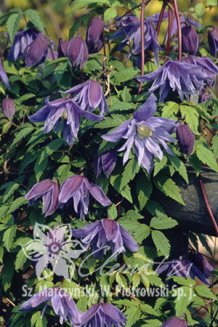 Клематис альпийский (княжик) Сесиль Clematis alpina Cecile