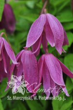Клематис Констанс Clematis Constance