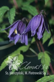 Клематис альпийский (княжик) Франки Clematis alpina Frankie