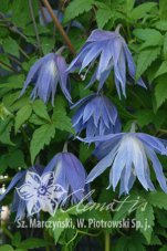 Клематис альпийский (княжик) Mайдуэлл Холл Clematis alpina Maidwell Hall