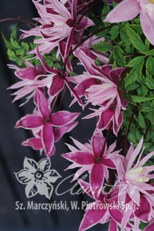 Клематис Маркхамс Пинк Clematis Markham`s Pink