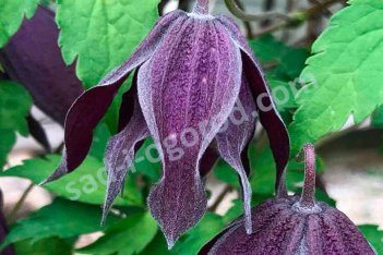 Клематис ботанический (княжик) Пёпл Спайдер Clematis Purple Spider
