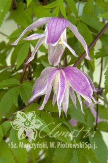 Клематис Рози O'Грейди Clematis Rosy O.Grady