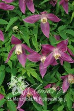 Клематис Руби Clematis Ruby