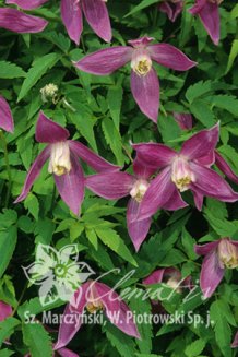 Клематис Руби Clematis Ruby