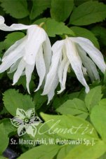 Клематис альпийский (княжик) Уайт Свон Clematis alpina White Swan
