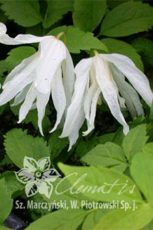 Клематис альпийский (княжик) Уайт Свон Clematis alpina White Swan