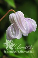 Клематис кудрявый Clematis crispa