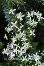 Клематис жгучий Clematis flammula