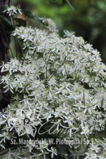 Клематис осенний (японский) Clematis terniflora