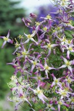 Клематис триждытройчатый Рубромаргината Clematis triternata Rubromarginata