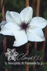 Клематис цветистый Clematis florida