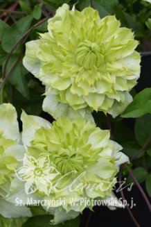 Клематис цветистый вар. махровоцветущий Clematis florida var. flore-pleno Alba Plena