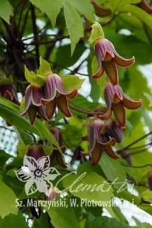 Клематис японский Clematis japonica