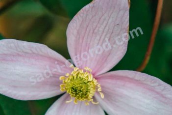 Клематис горный Рубенс (вар. розовый) Clematis montana var. Rubens