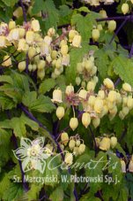 Клематис Рехдера Clematis rehderiana