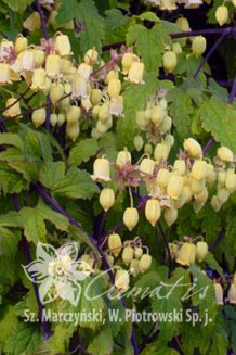 Клематис Рехдера Clematis rehderiana