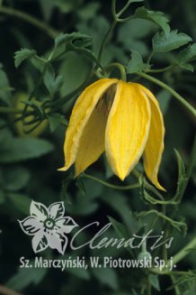 Клематис Лэмбтон Парк Clematis Lambton Park