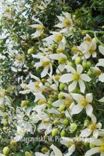 Клематис Анита Clematis Anita