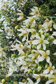 Клематис Анита Clematis Anita