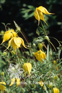 Клематис Ауреолин Clematis Aureolin