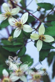 Клематис Грейс Clematis Grace