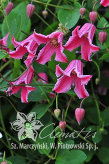 Клематис Этуаль Роз Clematis Etoile Rose