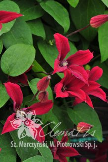 Клематис Гравети Бьюти Clematis Gravetye Beauty
